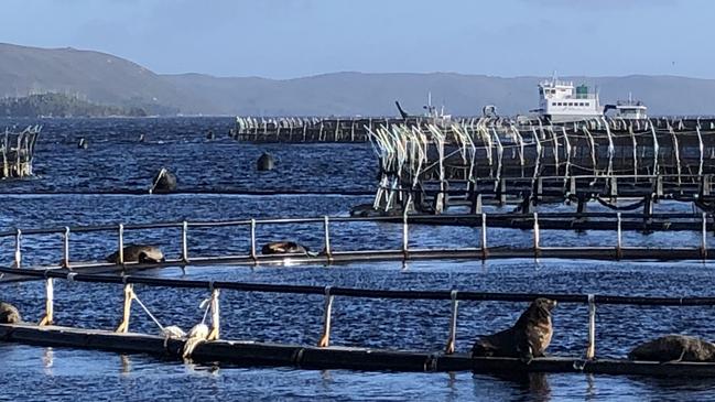 Salmon farming pens in Macquarie Harbour, Tasmania. Photo: Eloise Carr