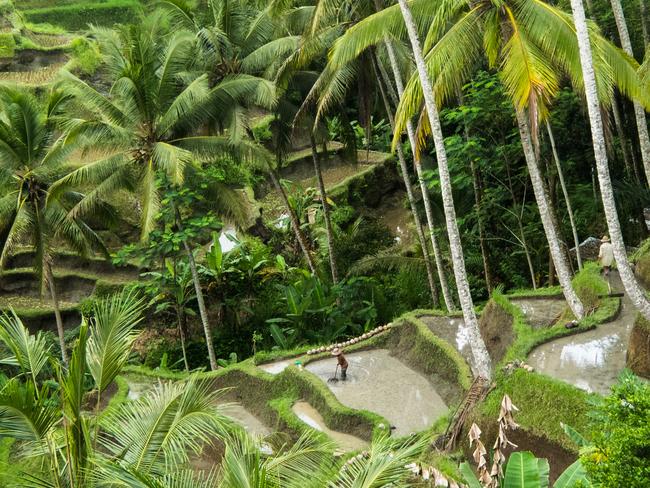 ESCAPE: farmer working at rice field in Tegalalang rice field, Bali, Indonesia. Picture: Istock