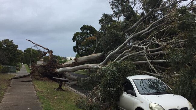 A huge tree branch has ended up on a Phillip Island road, covering a car. Picture: Nick Vincent