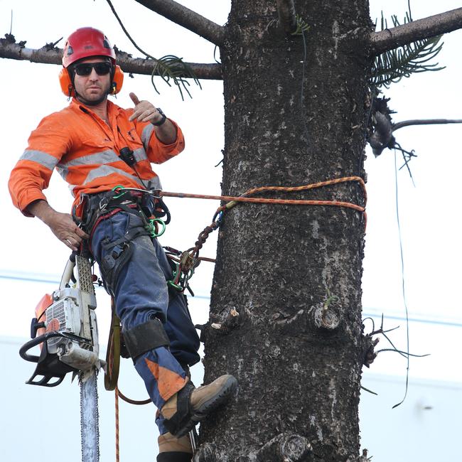 A worker scaling one of the trees in Surfers Paradise. Picture: Glenn Hampson