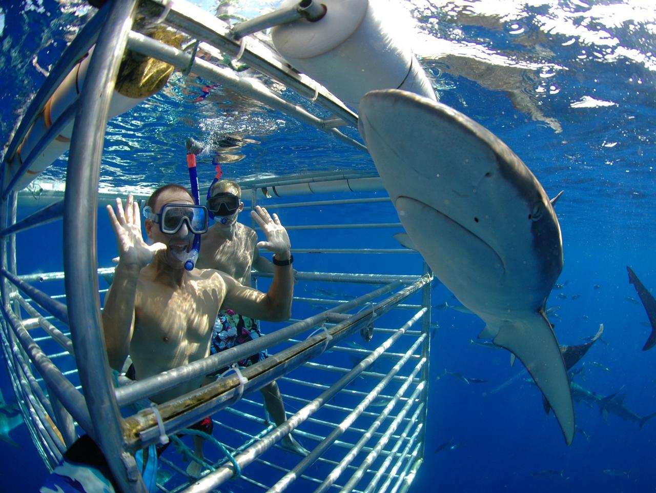 ESCAPE: Hawaii Shark Encounters. Picture: Supplied Source: http://hawaiisharkencounters.com/