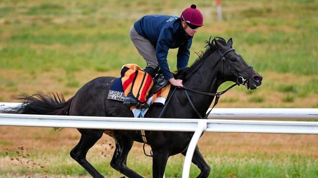 The Aidan O'Brien trained The Cliffsofmoher galloping on the all weather track during a Werribee trackwork session at Werribee Racecourse on October 18, 2018 in Melbourne, Australia. The horse was put down after it suffered a shoulder injury in the Melbourne Cup race yesterday. Picture: Vince Caligiuri