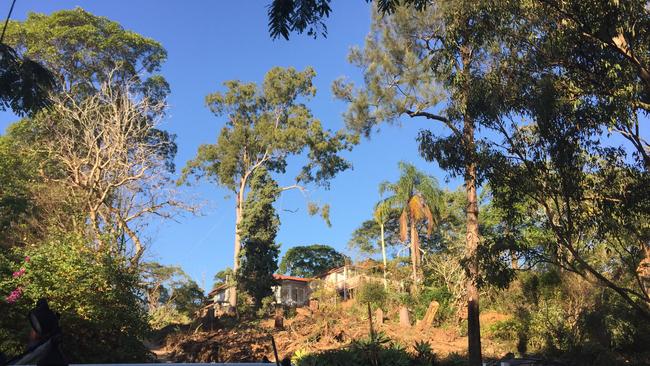 Workers assessing native trees on the steep site.