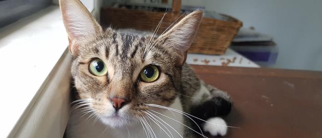 Pretty Chanel, from ABC Rescue, strikes a pretty pose.
