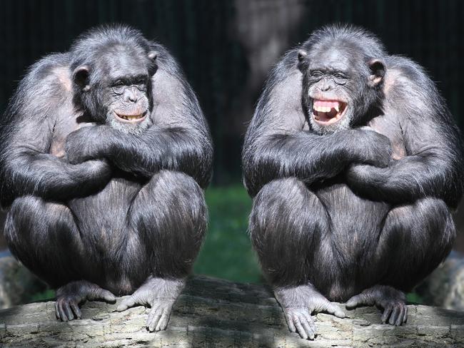 Two chimpanzees have fun, laughing generic