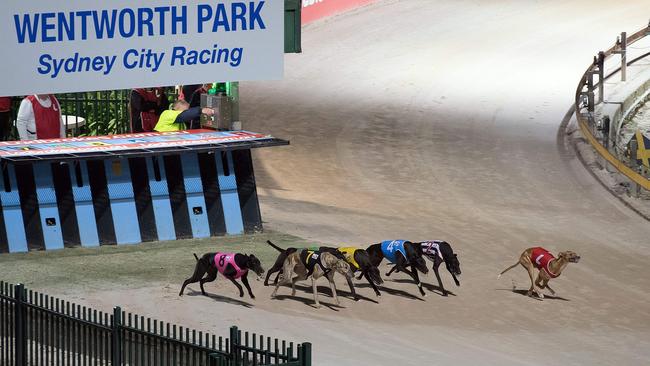 A legal challenge has been initiated to try to overturn the greyhound racing ban in NSW. Picture: AFP