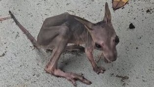 A tiny joey has been rescued after losing its mother in the North Queensland floods. Picture: Grace Vigar