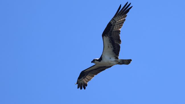 A new artificial nest has been put up for local ospreys. Sam Greenwood/Getty Images/AFP