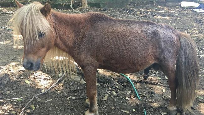 A pony rescued from Storybook Farm-Sacred Animal Garden during RSPCA raids.