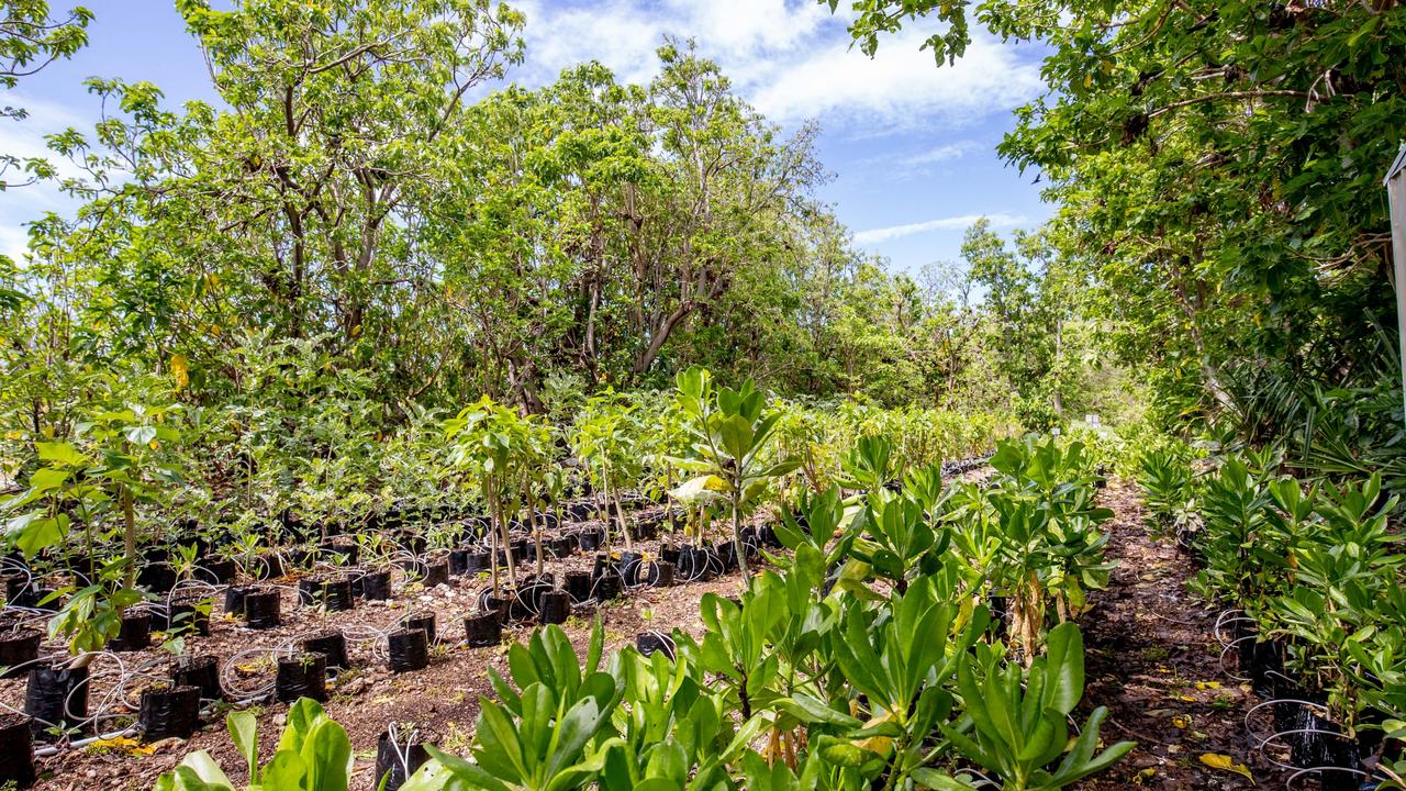 The nursery has been an important part of the revegetation of Lady Elliot Island. Picture: Luke Marsden