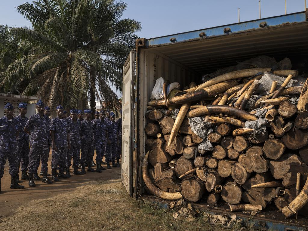 “Ivory Wars” by photographer Brent Stirton, Getty images for National Geographic, which won a second prize in the Nature stories category shows a container filled with tons of illegal ivory. Togo is seen as a new opportunity by ivory smugglers with its new deep water port. Yet, customs officers with new container scanning technology have made the efforts of these smugglers more difficult. Lome, Togo, Jan. 29, 2014. (Brent Stirton/Getty Images for National Geographic, World Press Photo via AP)