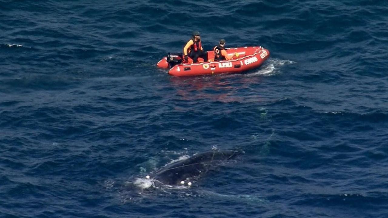 A seven-metre humpback whale became caught in fishing debris near Wattamolla, south of Sydney, in the Royal National Park. Picture: 9 News