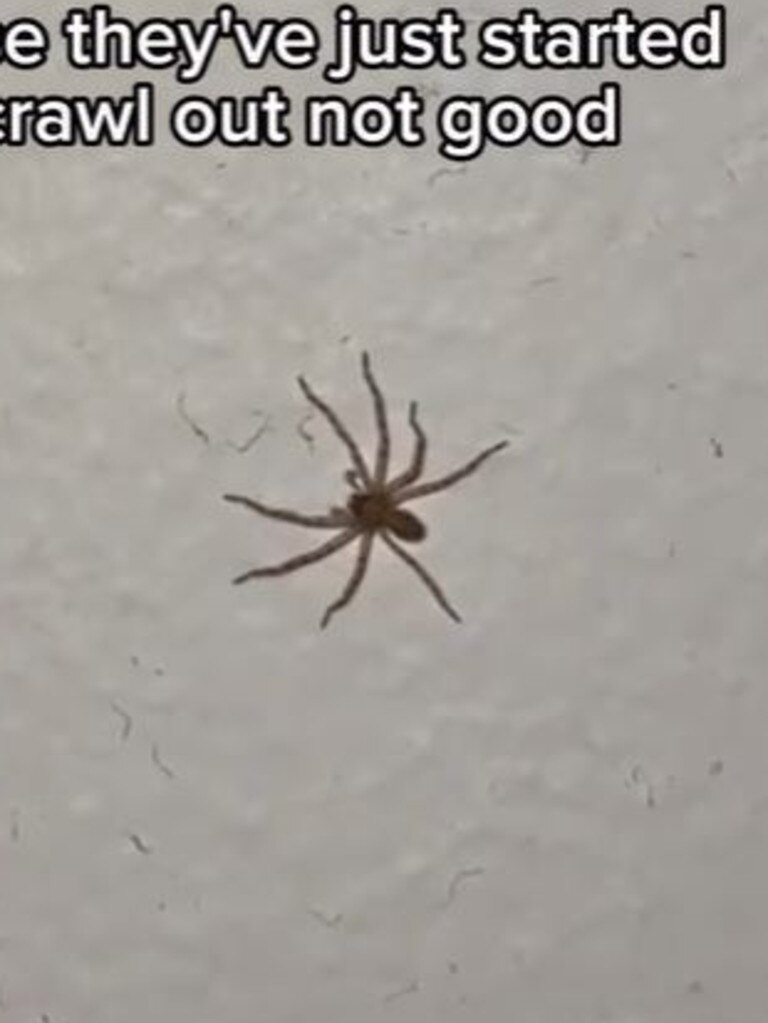 Three baby spiders can be seen in the video. Picture @ratgirl.222 / Instagram