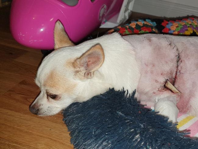 Tiny mauled chihuahua’s condition improves