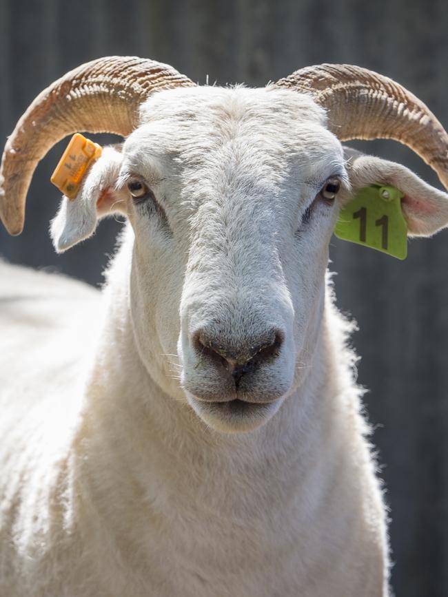 This is a sheep. Although they do sounds like an Egyptian priest. But cannot give you last rights. Picture: ZOE PHILLIPS