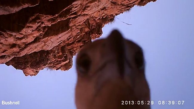 Sea eagle steals camera