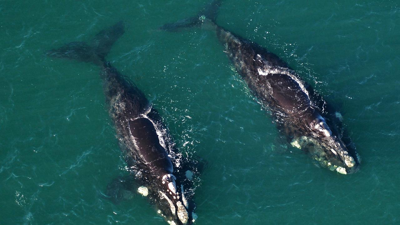 Humpback, southern right whales on the move | Herald Sun