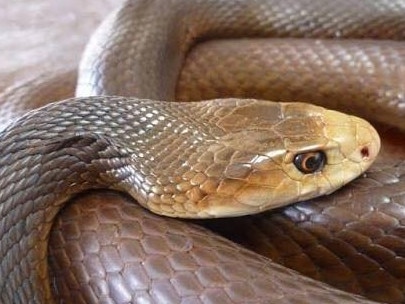 A woman in her 70s was taken to hospital after a suspected snake bite last night.  FILE PHOTO