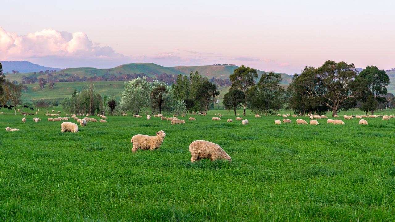 Significant numbers of lambs and calves are transported from Minto Pastoral Company’s northern properties to background and finish at the Minto Park aggregation.