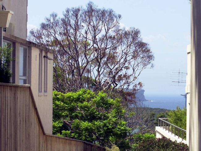 One example of a tree poisoned in Mosman in order to improve harbour views, photographed in 2004. Picture: John Grainger