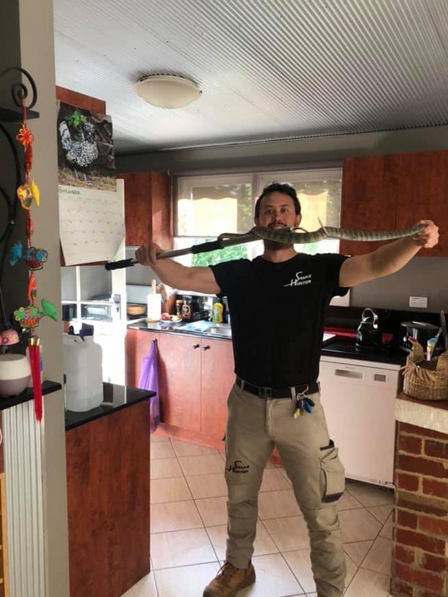 Mark Pelley - The Snake Hunter with a tiger snake found in a kitchen in Eltham.