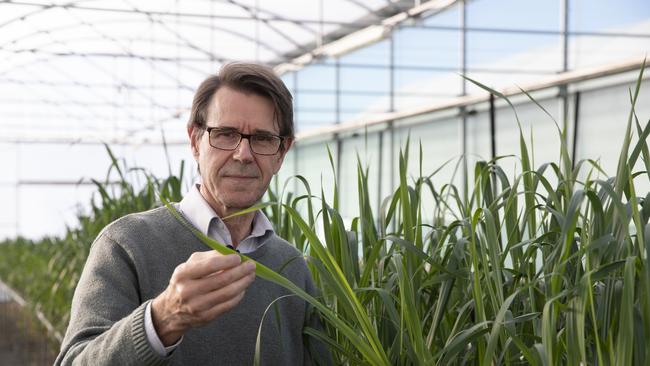 Robert Park inspects wheat at the University of Sydney Plant Breeding Institute. Picture: The University of Sydney/ Stefanie Zingsheim