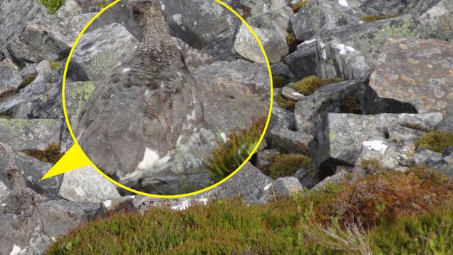 The bird, camouflaged in the rocks.