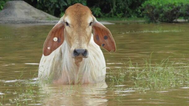 A cow stranded in floodwater at the Daintree. PICTURE: DAVID WHITE