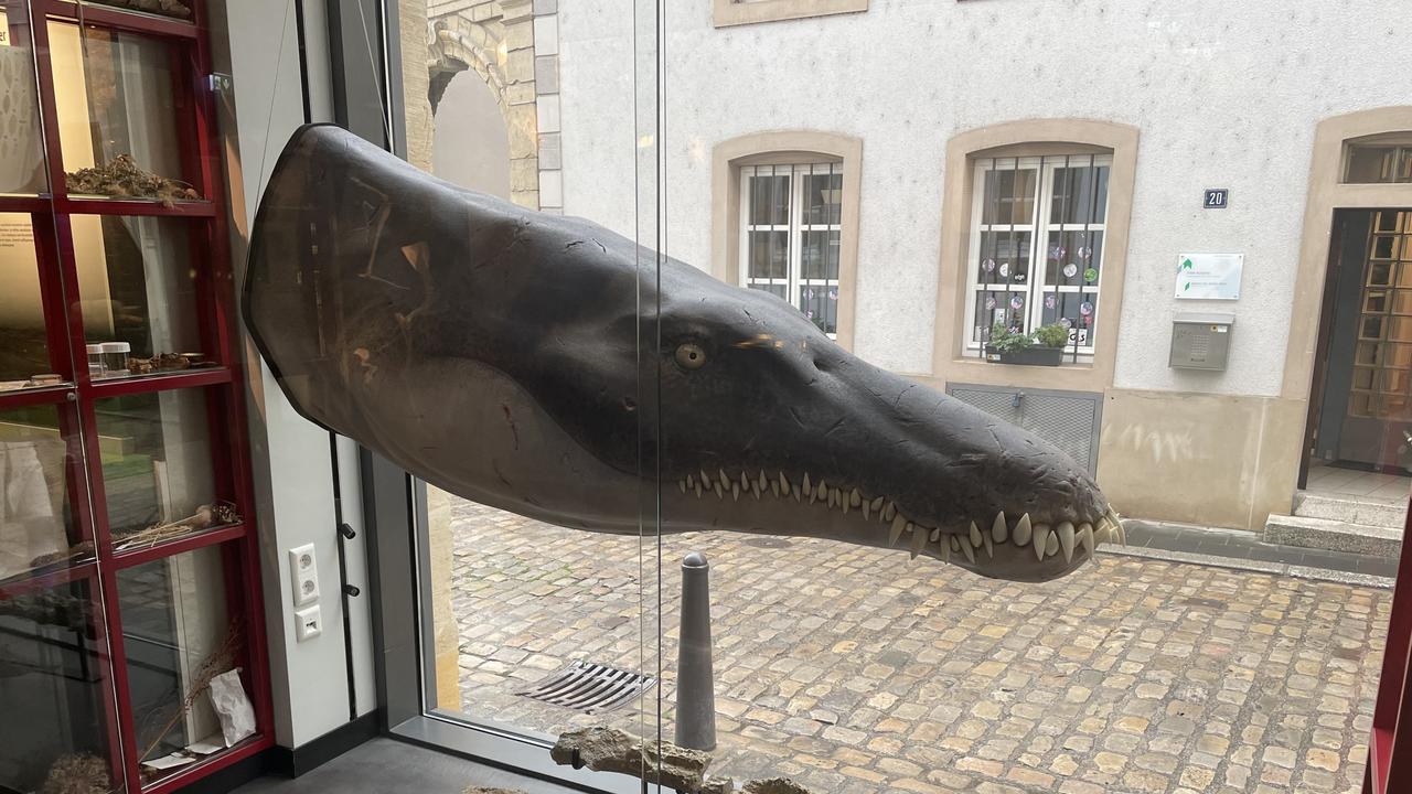 The Lorrainosaurus lower jaw on public display. Picture: Ben Thuy/Musée National d’Histoire Naturelle de Luxembourg