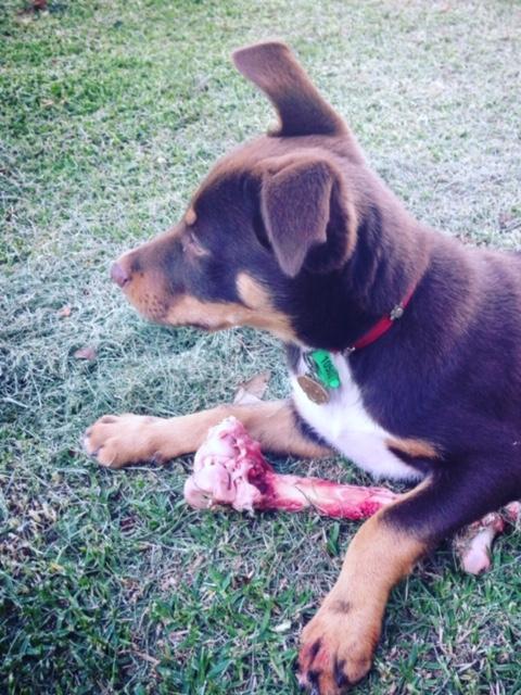 The Weekly Times Day of Dogs 2018 #dayofdogs18 Ann-Kathrin Jenner from Pakenham sent in these pictures of Romeo, the Australian Kelpie.