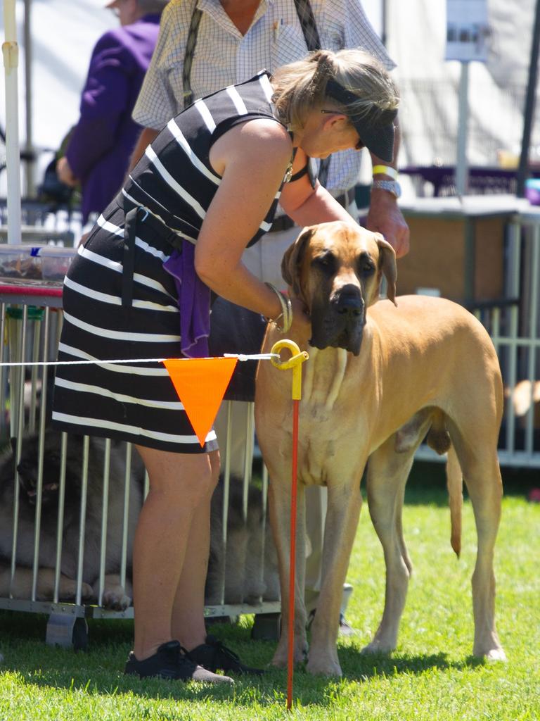 A competitor in the dog ring at the 2023 Murgon Show makes a final adjustment.