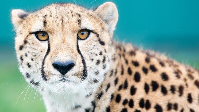 A cheetah at Tasmania Zoo in the state's North. Picture: PATRICK GEE