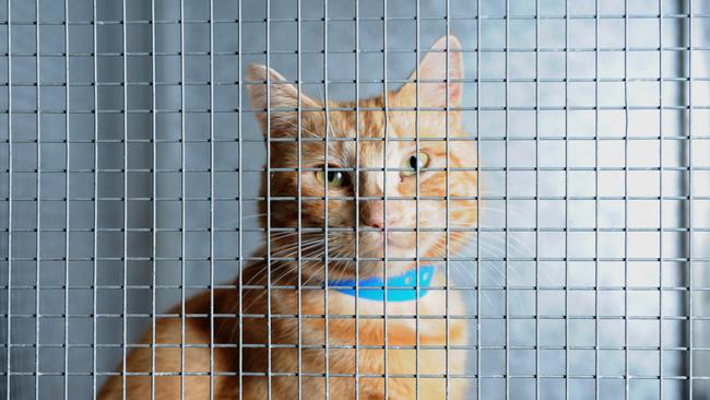 A ginger tom cat named Gizmo sits in a cage. Picture: AAP Image/Melanie Russell)