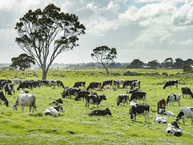 FOCUS: Dale and Karen AngusDale and Karen Angus on their dairy farm at Ondit.PICTURED: Generic dairy cows.PICTURE: ZOE PHILLIPS