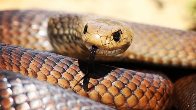 WILD Conservation has received increased calls concerning eastern brown snakes. Picture: Supplied/Kane Durrant