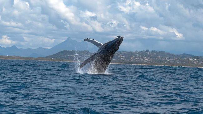 A whale breaches the surface with Mt Warning in the background. Picture: Dave  Jaeger