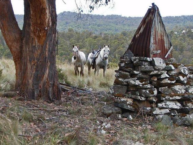 The remains of Bills Paddock Hut at Bronte Park. Picture: KATHY VAN DULLEMAN