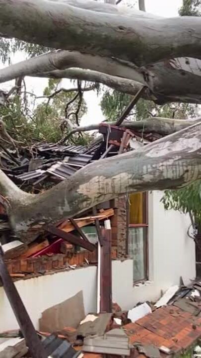 Gumtree destroys Elanora resident's house