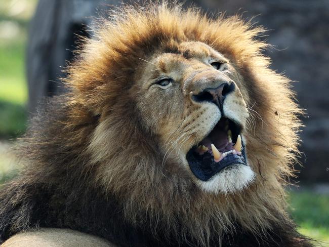 SUNDAY TELEGRAPH - Pictured at Mogo Zoo in Batemans Bay today is an African Lion. Picture: Tim Hunter.