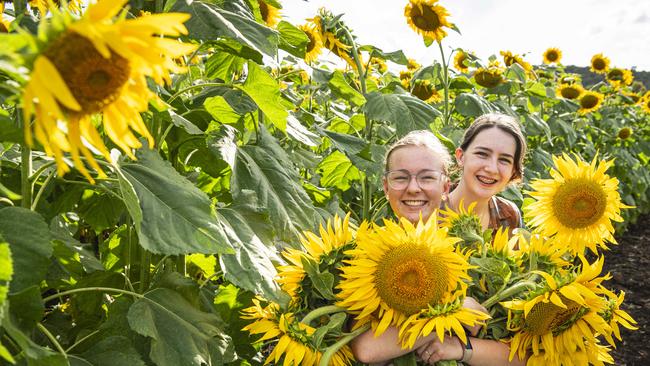 Mia Curtis (left) and Emma Hibbert at Lilyvale Flower Farm picking sunflowers, Saturday, February 1, 2025. Picture: Kevin Farmer