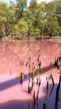 Queensland's Boondall Wetlands mysteriously turn pink