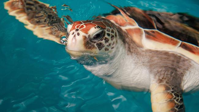 Daily Telegraph. 28, November, 2023.Tama, a rescued green sea turtle, at Taronga Wildlife Hospital, today.Picture: Justin Lloyd.