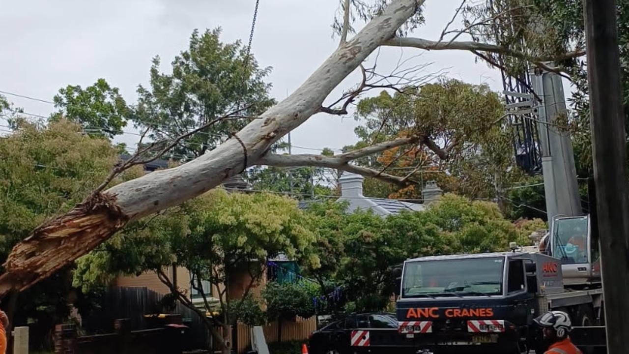 A 100 tonne crane removed the tree.