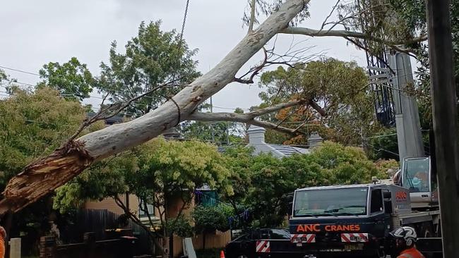 A 100 tonne crane removed the tree.