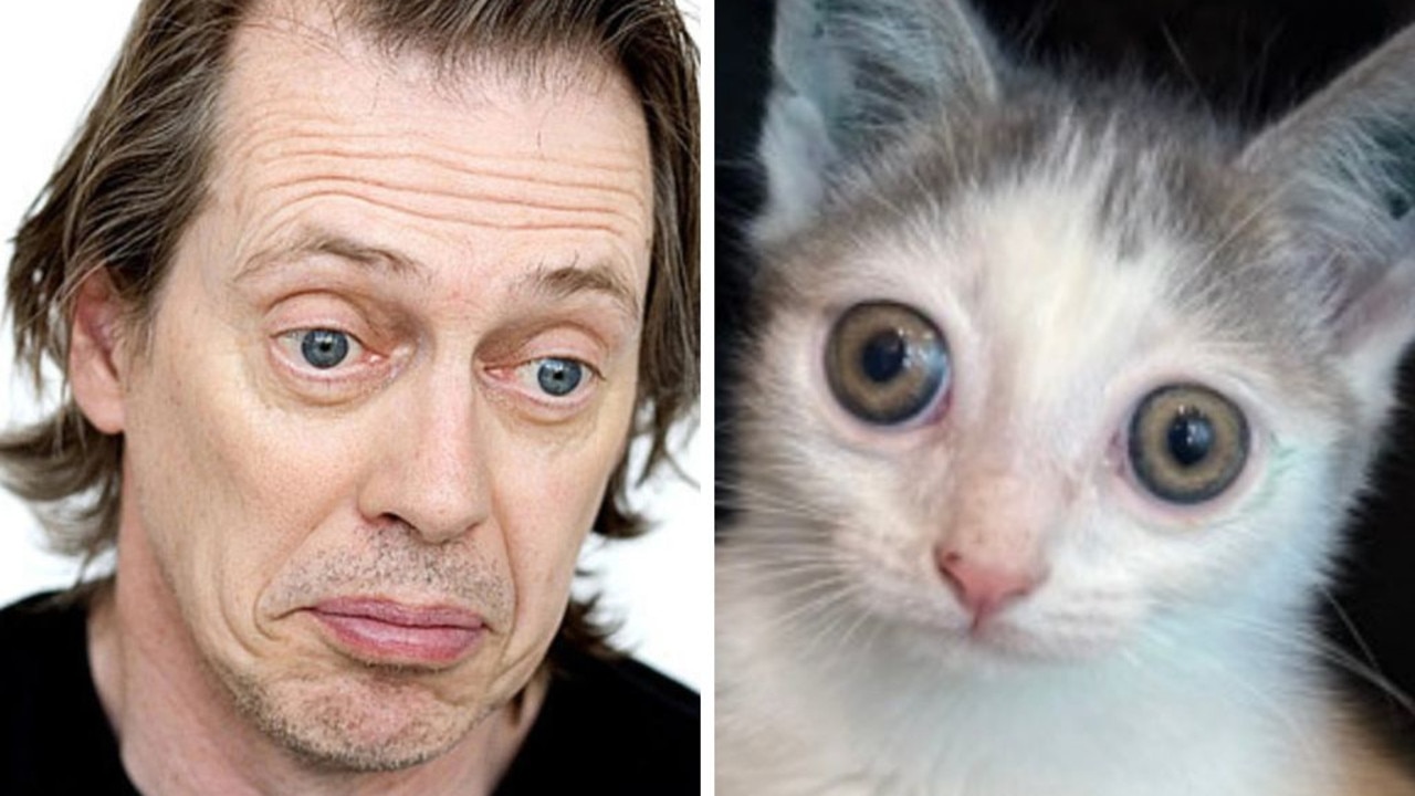 Internet loses it over celeb look-alike cat