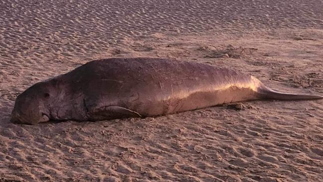 A dugong washed up on Kinka Beach on August 20.