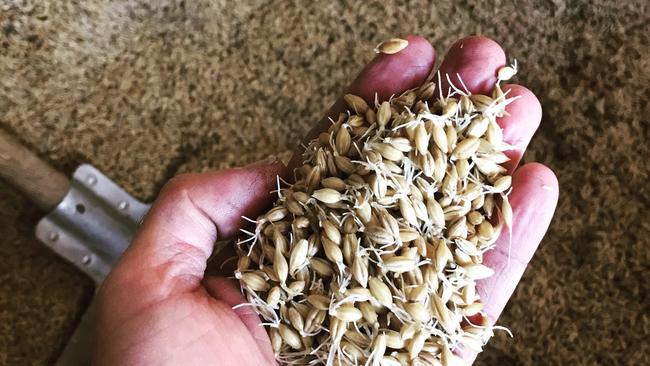 Malting barley ready for the kilning process.