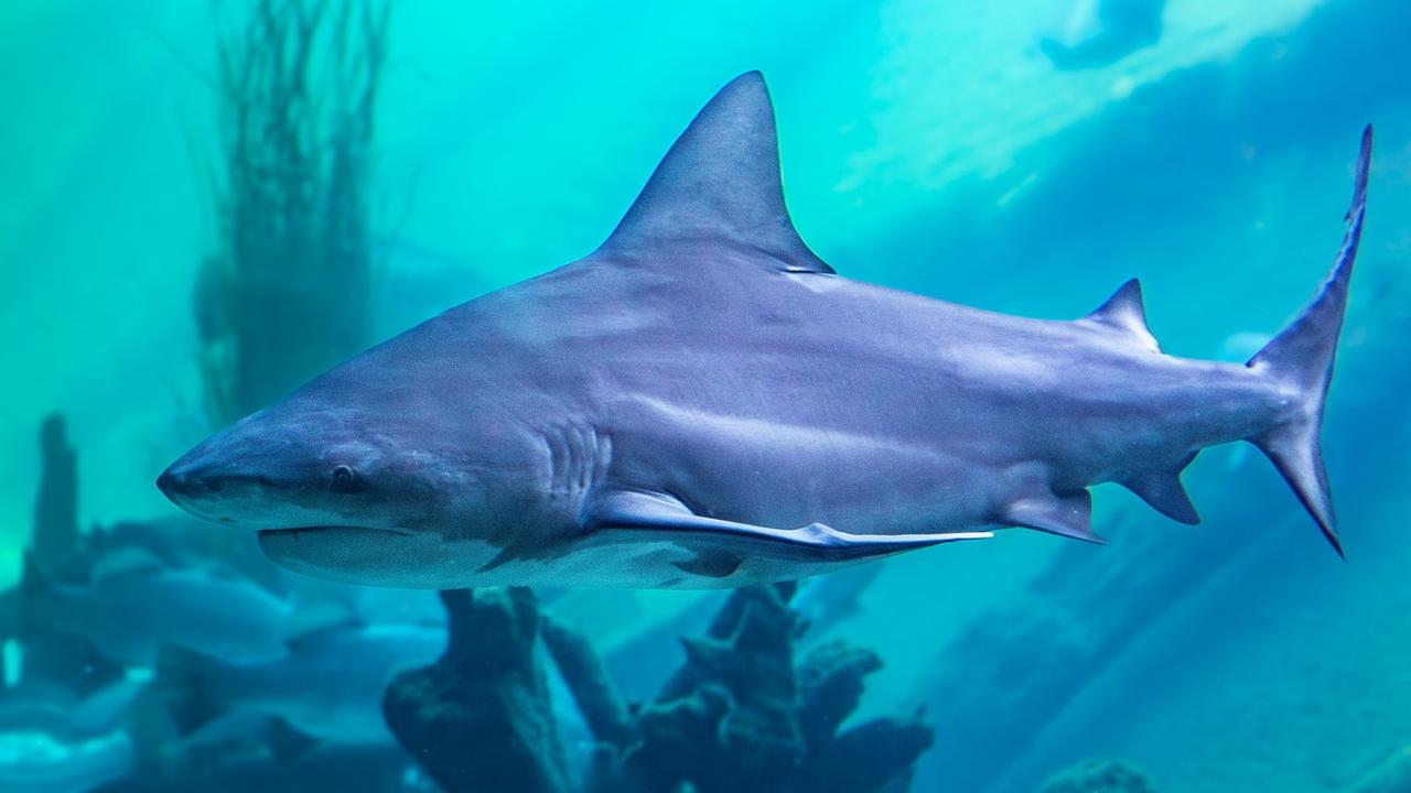 Shock as two sharks die at popular zoo