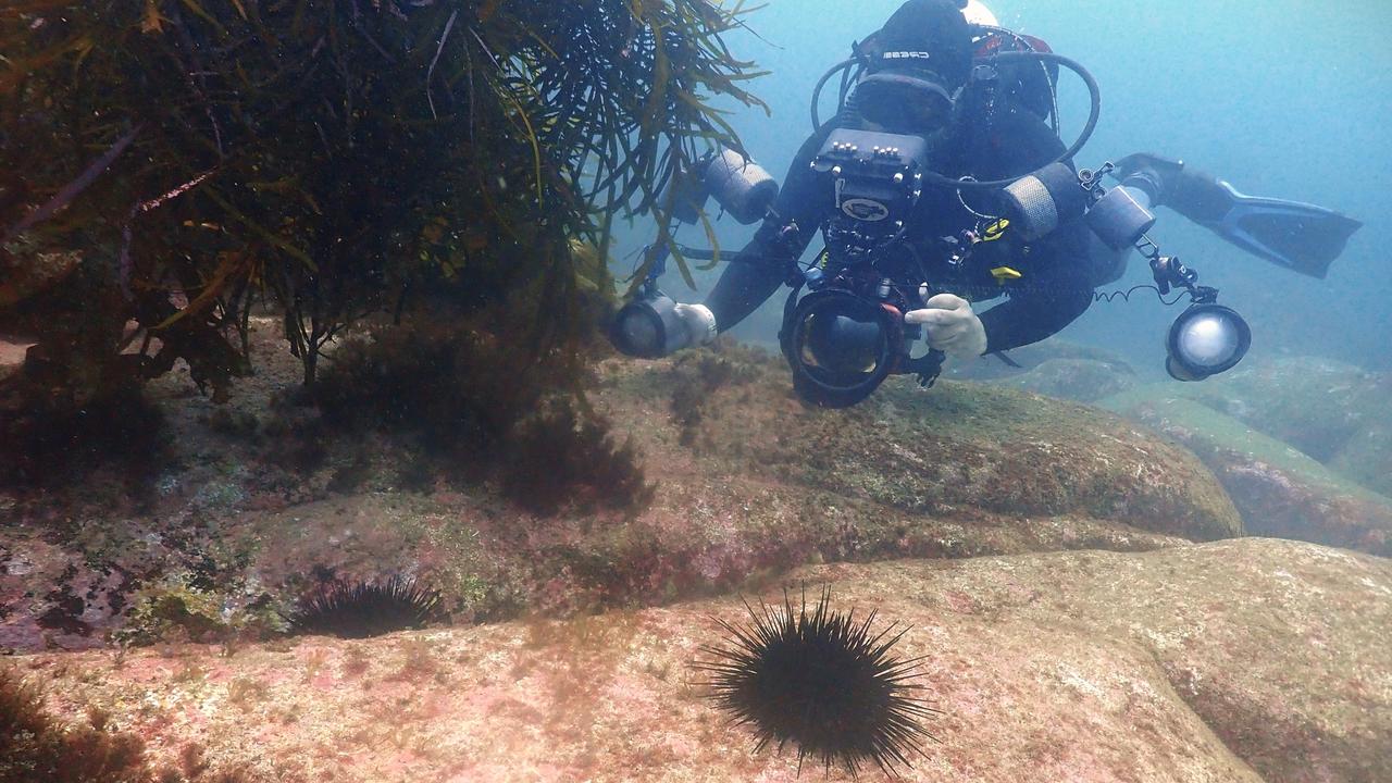 Long-spined sea urchin, scientific name Centrostephanus Rodgersii, found at the edge of kelp. Picture: Scott Ling