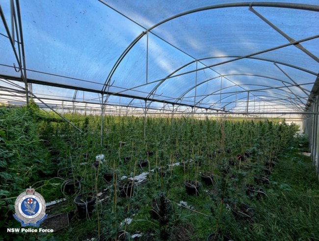 Three people have been arrested and charged after a large number of cannabis plants were seized in Douglas Park. Picture: NSW Police